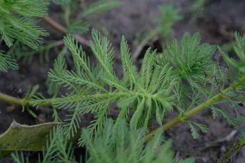 Myriophyllum aquaticum #1